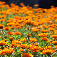 Free wildflower seeds absolutely free, but please note that freebies lovers does not ship out freebies and free samples! Wild Flower Meadow Creation Family Foraging Kitchen