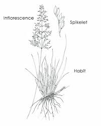 Image result for Sporobolus spicatus