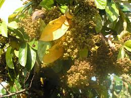 Image result for Antidesma venosum