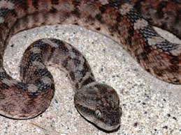 Snakes Venomous And Non Venomous Found In The Uae A Guide