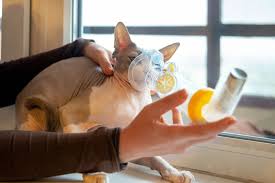 One cat may only suffer minor coughs when the asthma is triggered. Coughing Cat 11 Common Causes And How To Help Great Pet Care