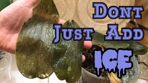 We did not find results for: Phalaenopsis Orchid Care Should You Water Orchids With Ice Cubes Youtube