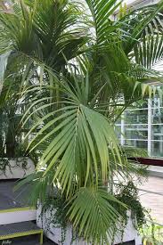 Image result for Howea forsteriana