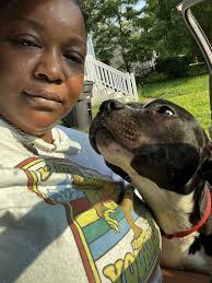 Lost Silver Lab Nova in Earleville, MD