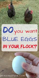 Birds That Lay Blue Eggs On The Ground Chickens That Lay Blue Eggs Adding Blue Eggs To Your Flock Mranimal Farm Chicken Egg Colors Hatching Chickens Laying Chickens Breeds
