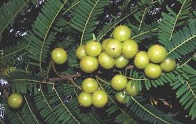 Image result for Phyllanthus engleri