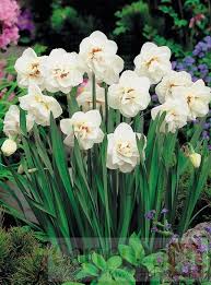 Narcissus Acropolis Gartenea Narcissus Perennials Plants