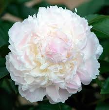 Looking for a good deal on fluffy flower balls? 45 Types Of White Flowers With Pictures Flower Glossary