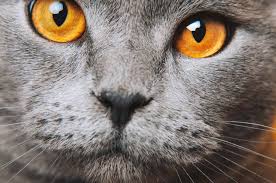 Some cats have different colored eyes, also known as heterochromia. The Colors Of The Worlds Most Beautiful Cats Eyes Cole Marmalade