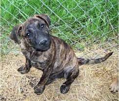 Brindle Black Mouth Cur Blackmouth Cur Pictures Blackmouth Cur Puppies Shepherd Mix Puppies Lab Shepherd Mix Puppy Puppies