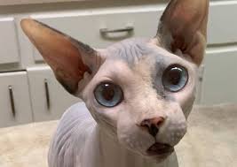 Pet specialists of austin provides a high level of veterinary care to dogs and cats in the austin, tx community. Northwest Veterinary Hospital Austin Veterinary Hospital