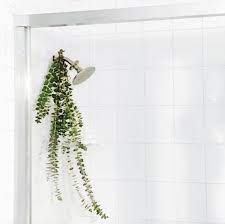 How To Grow Plants In Your Bathroom Well Good Shower Plant Plant Installation Pretty Bathrooms