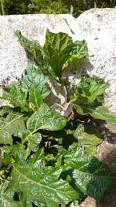 Image result for Solanum macrocarpon
