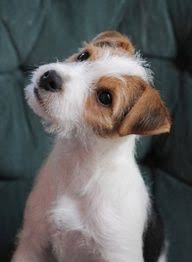 Black And Tan Jack Russell Puppies For Sale Please Repeat That Jack Russell Russell Terrier Terrier Dogs