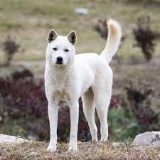 Many shelters and rescues do not use the following filters. Korea Jindo Dog Der Spitz Ist Ein Echter Exot Passion Hund