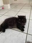 Persian Kittens for Sale - Adoptapet