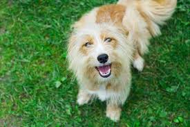 Outdoor Portrait of a Young Black and White Brittany Spaniel Stock Image