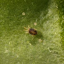 Image result for spotted spider mite