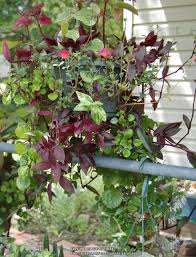 Wait to repot until the container is filled with roots. Containers Forum What To Plant With Coleus Garden Org