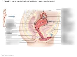 Female anatomy includes the external genitals, or the vulva, and the internal reproductive organs. Internal Organs Of The Female Reproductive System Midsagittal Section Diagram Quizlet