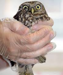 He gripped your hips tighter, rolling his hips. Rare Owl Has Bath After Rescue From Chimney By Secret World Wildlife Nature News Express Co Uk
