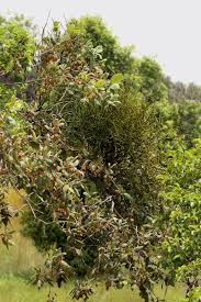 Image result for Viscum combreticola