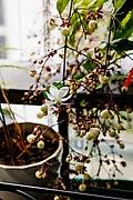 Image result for Clerodendrum tricholobum