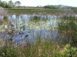 Select the information you want: Myakka River State Park Visit Sarasota