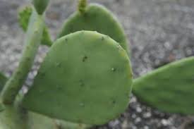 Spineless prickly pear cactus flower. Spineless Prickly Pear Info Tips For Growing Ellisiana Prickly Pears Cactus Flower Cactus Care Opuntia Cactus