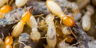 No contract required or hefty upfront fees. Termite Treatment In Arizona Termio Pest Control