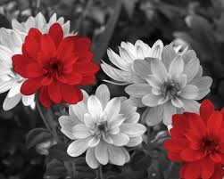 Black And White Flower Pictures Wall Art Black White Red Flowers Decor Red Bathroom By Littlepiephotoart Teal Wall Art Teal Wall Decor White And Blue Flowers