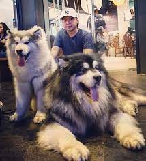 They have been recorded to pull loads up to 1,100 pounds! Rassereferat Alaskan Malamute Christian Veigl Arctic Snownoses V R S O