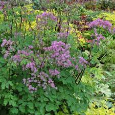 Hardiness zone 5a, 5b, 6a, 6b, 7a, 7b, 8a, 8b. Thalictrum Black Stockings Thalictrum Black Stockings Black Stockings Stockings