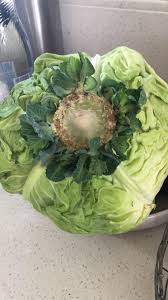 Check spelling or type a new query. Cabbage Babies My Store Bought Cabbage Has Started Growing 8 Baby Cabbages From It S Base Should I Cut Them Off And Plant Them Gardening