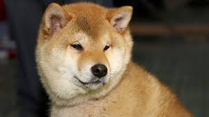 Crypto sports betting sites are gaining steam. Shiba Inu Shib Crypto 10 Top Twitter Reddit Posts About The So Called Dogecoin Killer Investorplace