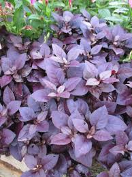(best color in sunny locations). Little Ruby Copperleaf Alternanthera Dentata Sydney Gardens Flower Garden Drought Tolerant Landscape