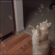 Cat Trying To Catch Falling Bubbles In Slow Motion A Very Relaxing Gif Isn T Cats Cat Gif Pretty Cats