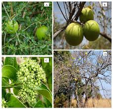 Image result for Anisophyllea boehmii