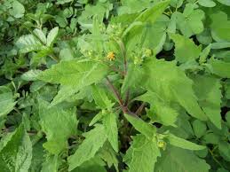 Image result for Sigesbeckia