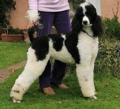 Black And White Tuxedo Standard Poodle Parti Poodles Are Fabulous The Black And White Dog Breedshttp Www Prodoggroomingsupplies Com Dog Forums Show White Dog Breeds Parti Poodle Standard Poodle