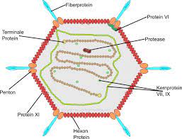 Das adenovirus kann sich auch im wasser ausbreiten, z. Adenoviren Live Science Media