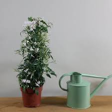 We did not find results for: How To Grow Jasmine Indoors Smart Garden Guide