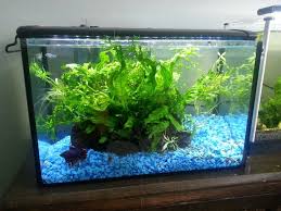 5 Gallon Guppy And Betta Tank Betta Tank Nano Tank Aquascape
