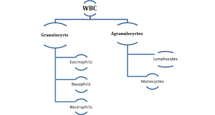 Body Fluids And Circulation Class 11 Notes Biology