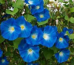 Blue Morning Glory So Pretty And Even Prettier When Planted With A Cardinal Climber Vine Morning Glory Flowers Morning Glory Seeds Blue Morning Glory