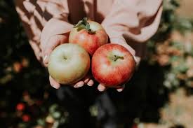 Anonymous hi dave, i am interested in fruit picking job in australia and i don't know how to go about it. Fruit Picking Australien Alles Auf Einen Blick Backpackers Guide
