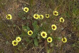 Image result for Tolpis