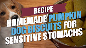 dog biscuits for sensitive stomachs