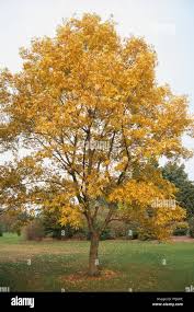Image result for Carya illinoinensis