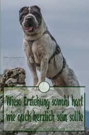 Hart Oder Herzlich Malous Rabaukenbande Hunde Hund Und Katze Hundchen Training